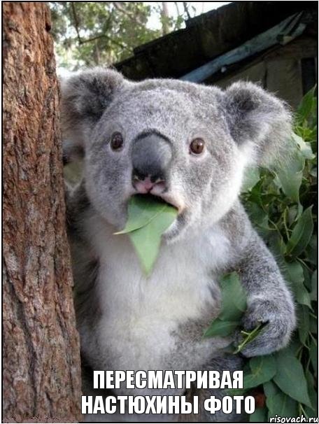 пересматривая настюхины фото, Комикс коала
