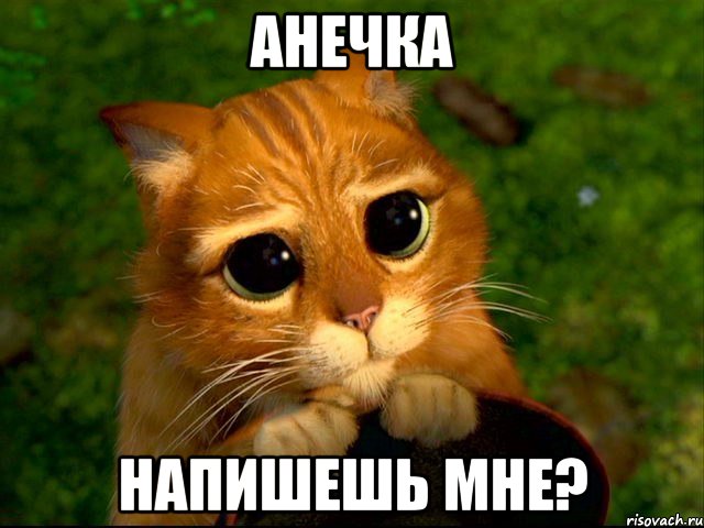 Анечка напишешь мне?, Мем кот из шрека