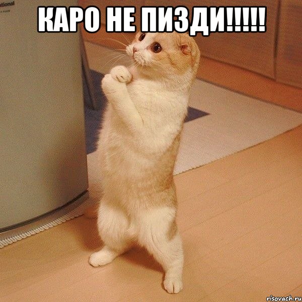 Каро не пизди!!!!! , Мем  котэ молится