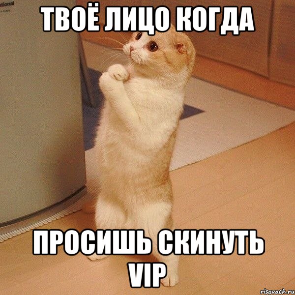 Твоё лицо когда просишь скинуть VIP, Мем  котэ молится