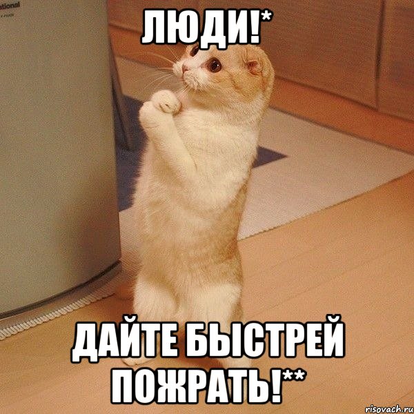 Люди!* Дайте быстрей пожрать!**, Мем  котэ молится