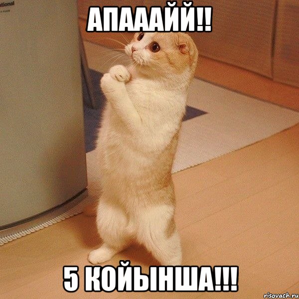 апааайй!! 5 койынша!!!, Мем  котэ молится