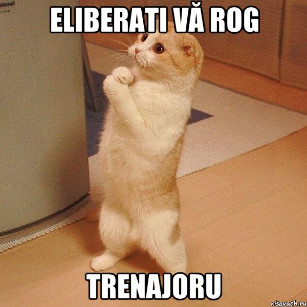 Eliberati vă rog Trenajoru, Мем  котэ молится