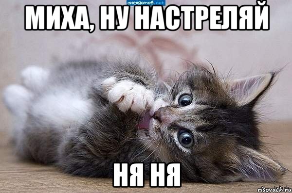 Миха, ну настреляй Ня ня, Мем  котенок