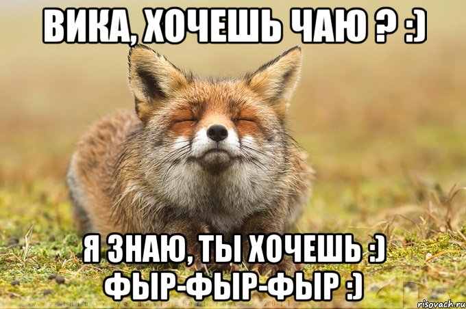 Вика, хочешь чаю ? :) Я знаю, ты хочешь :) фыр-фыр-фыр :), Мем лиса фыр-фыр-фыр