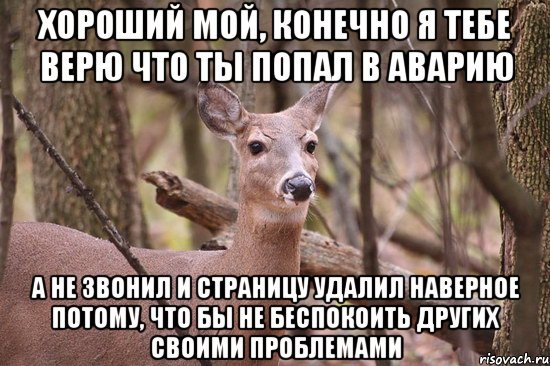 хороший мой, конечно я тебе верю что ты попал в аварию а не звонил и страницу удалил наверное потому, что бы не беспокоить других своими проблемами, Мем Наивная олениха