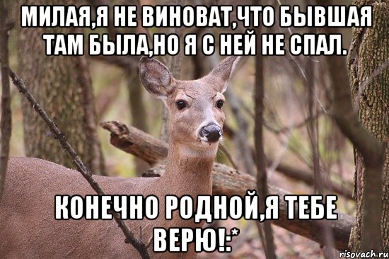 Милая,я не виноват,что бывшая там была,но я с ней не спал. Конечно родной,Я тебе верю!:*, Мем Наивная олениха