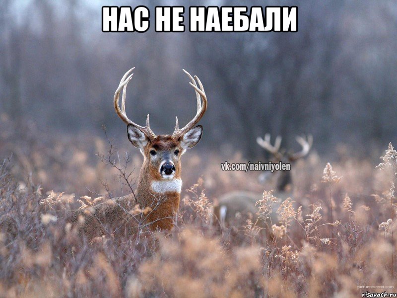 Нас не наебали , Мем   Наивный олень