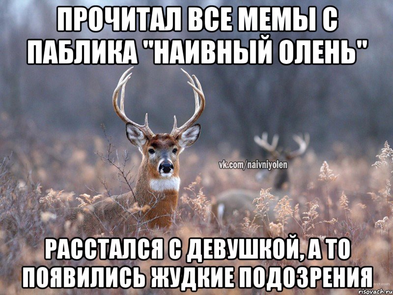 Прочитал все мемы с паблика "наивный олень" Расстался с девушкой, а то появились жудкие подозрения, Мем   Наивный олень