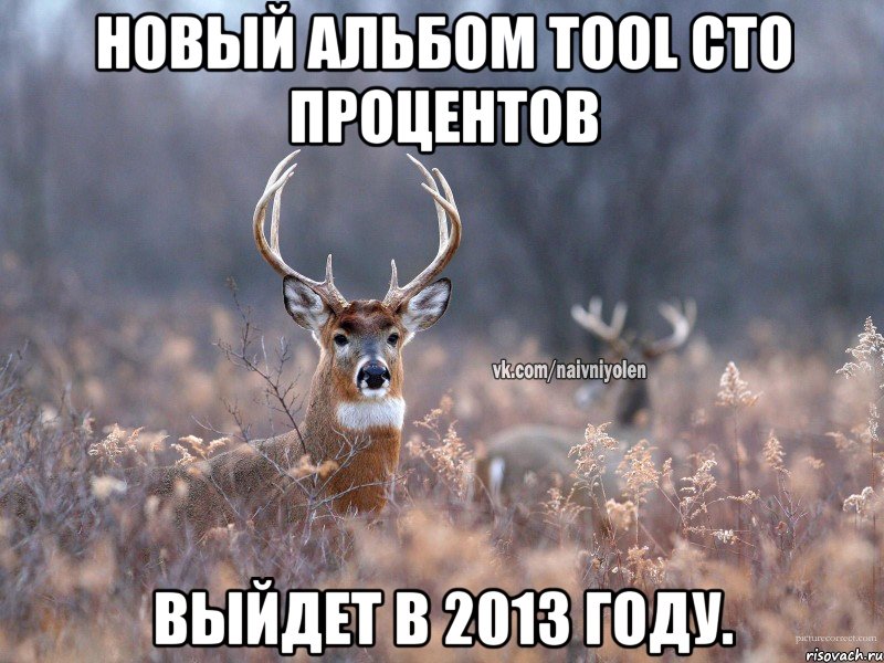 Новый альбом Tool сто процентов выйдет в 2013 году., Мем   Наивный олень