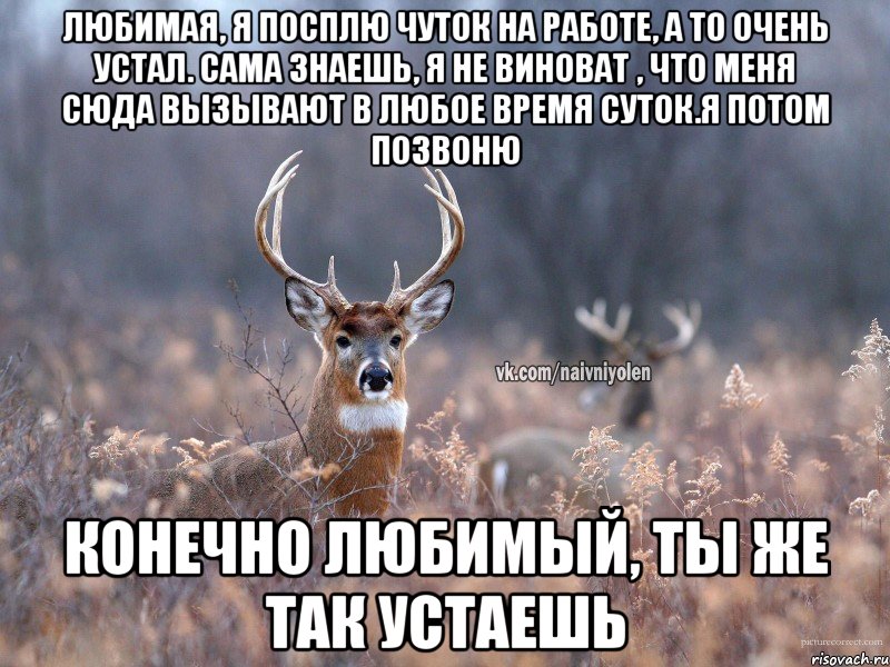 Любимая, я посплю чуток на работе, а то очень устал. Сама знаешь, я не виноват , что меня сюда вызывают в любое время суток.я потом позвоню Конечно любимый, ты же так устаешь, Мем   Наивный олень