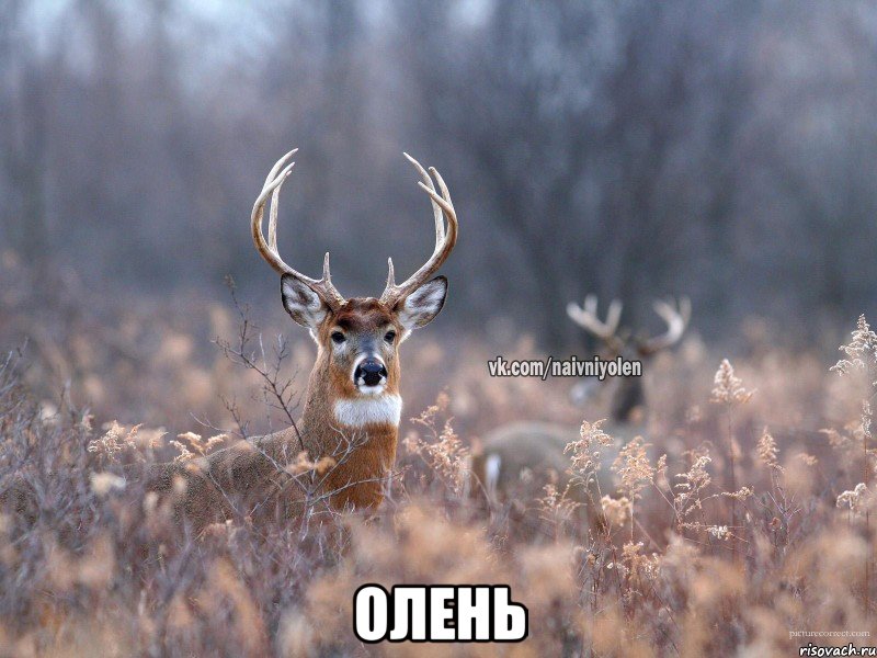  олень, Мем   Наивный олень