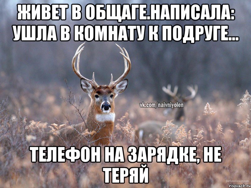 Живет в общаге.Написала: Ушла в комнату к подруге... Телефон на зарядке, не теряй, Мем   Наивный олень