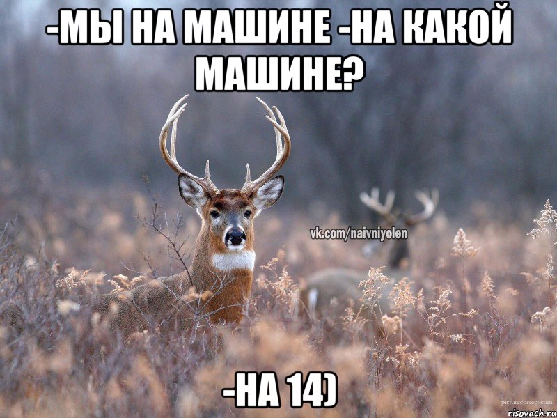 -Мы на машине -На какой машине? -На 14), Мем   Наивный олень