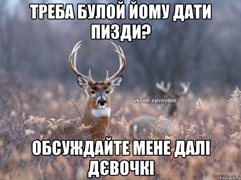 Треба булой йому дати пизди? обсуждайте мене далі дєвочкі, Мем   Наивный олень