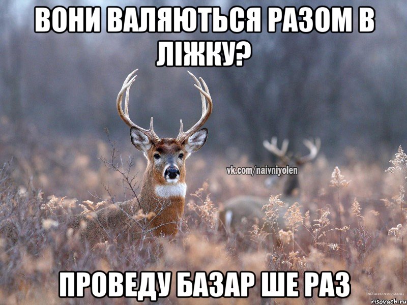 Вони валяються разом в ліжку? Проведу базар ше раз, Мем   Наивный олень