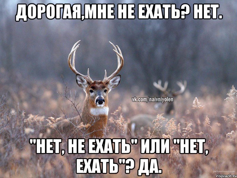 Дорогая,мне не ехать? Нет. "Нет, не ехать" или "Нет, ехать"? Да., Мем   Наивный олень