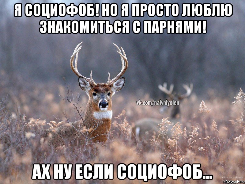 Я социофоб! Но я просто люблю знакомиться с парнями! Ах ну если социофоб..., Мем   Наивный олень