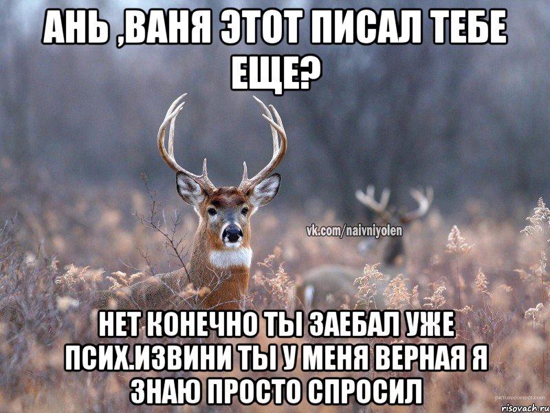 Ань ,Ваня этот писал тебе еще? нет конечно ты заебал уже псих.извини ты у меня верная я знаю просто спросил, Мем   Наивный олень