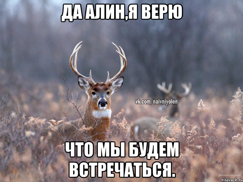 Да Алин,я верю Что мы будем встречаться., Мем   Наивный олень