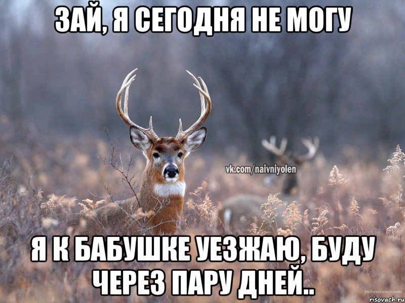 Зай, я сегодня не могу Я к бабушке уезжаю, буду через пару дней.., Мем   Наивный олень