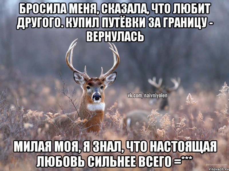 Бросила меня, сказала, что любит другого. Купил путёвки за границу - вернулась милая моя, я знал, что настоящая любовь сильнее всего =***, Мем   Наивный олень