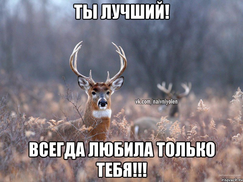 Ты лучший! Всегда любила только тебя!!!, Мем   Наивный олень