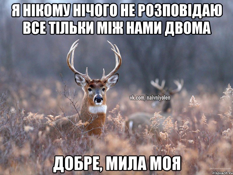 я нікому нічого не розповідаю все тільки між нами двома добре, мила моя, Мем   Наивный олень