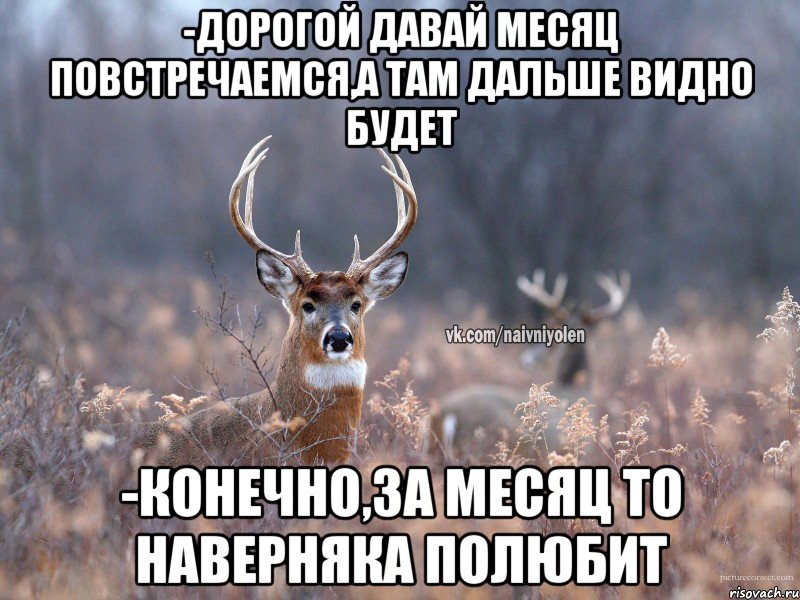 -Дорогой давай месяц повстречаемся,а там дальше видно будет -Конечно,за месяц то наверняка полюбит, Мем   Наивный олень