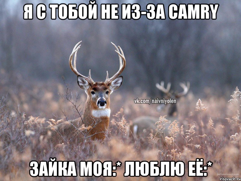 Я с тобой не из-за Camry зайка моя:* Люблю её:*, Мем   Наивный олень