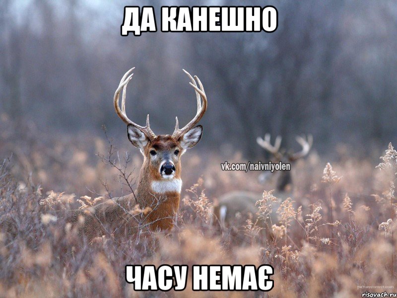 да канешно часу немає, Мем   Наивный олень