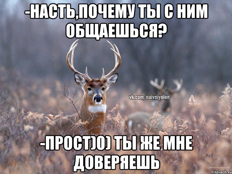 -Насть,почему ты с ним общаешься? -Прост)0) Ты же мне доверяешь, Мем   Наивный олень