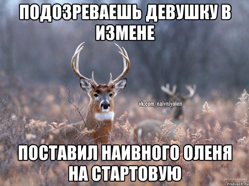 Подозреваешь девушку в измене поставил наивного оленя на стартовую, Мем   Наивный олень