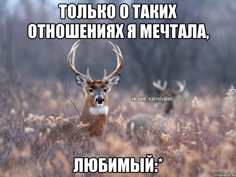 Только о таких отношениях я мечтала, Любимый:*, Мем   Наивный олень