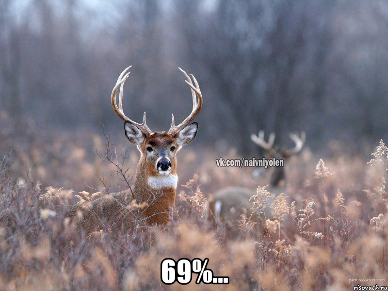  69%..., Мем   Наивный олень