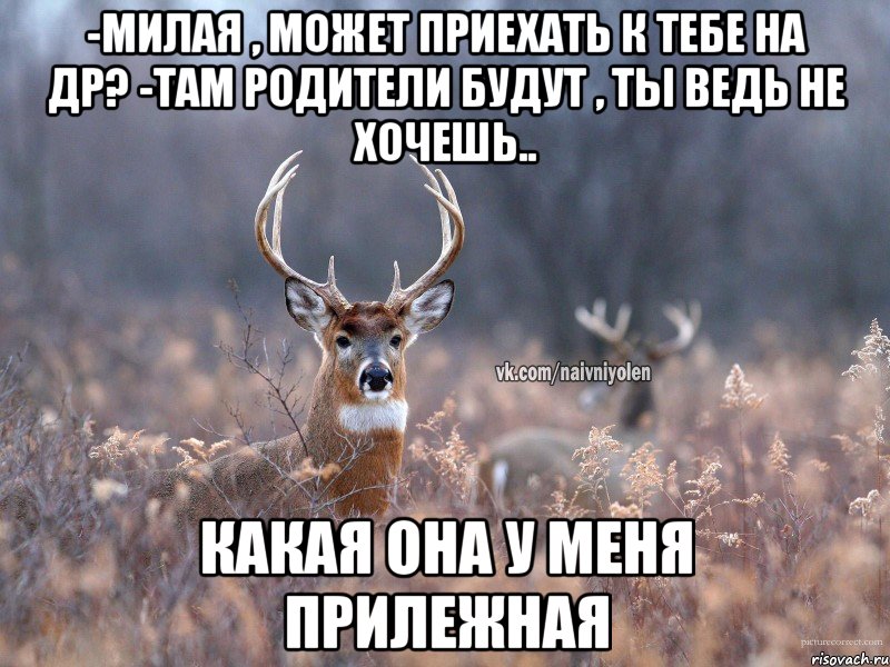 -Милая , может приехать к тебе на др? -Там родители будут , ты ведь не хочешь.. Какая она у меня прилежная, Мем   Наивный олень