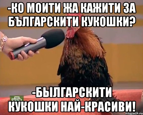 -ко моити жа кажити за българскити кукошки? -былгарскити кукошки най-красиви!, Мем Интервью с петухом