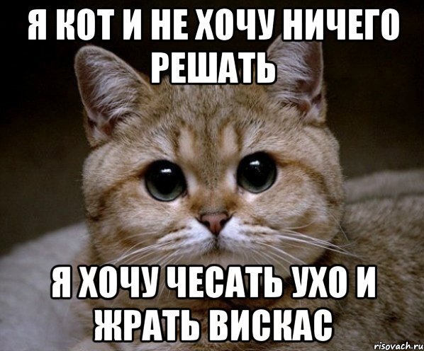 Ну котик. Я котик. Я не хочу ничего решать Мем. Я уже ничего не хочу. Я мальчик я не хочу ничего решать.