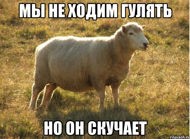 мы не ходим гулять НО он скучает, Мем Типичная овца