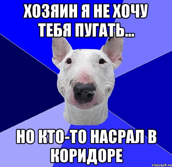 хозяин я не хочу тебя пугать... но кто-то насрал в коридоре, Мем типичный буль