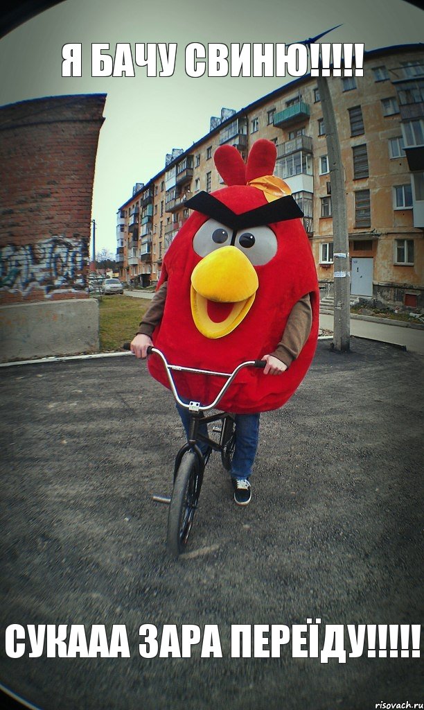 Я бачу свиню!!!!! Сукааа зара переїду!!!!!, Комикс  Angry bird на велике