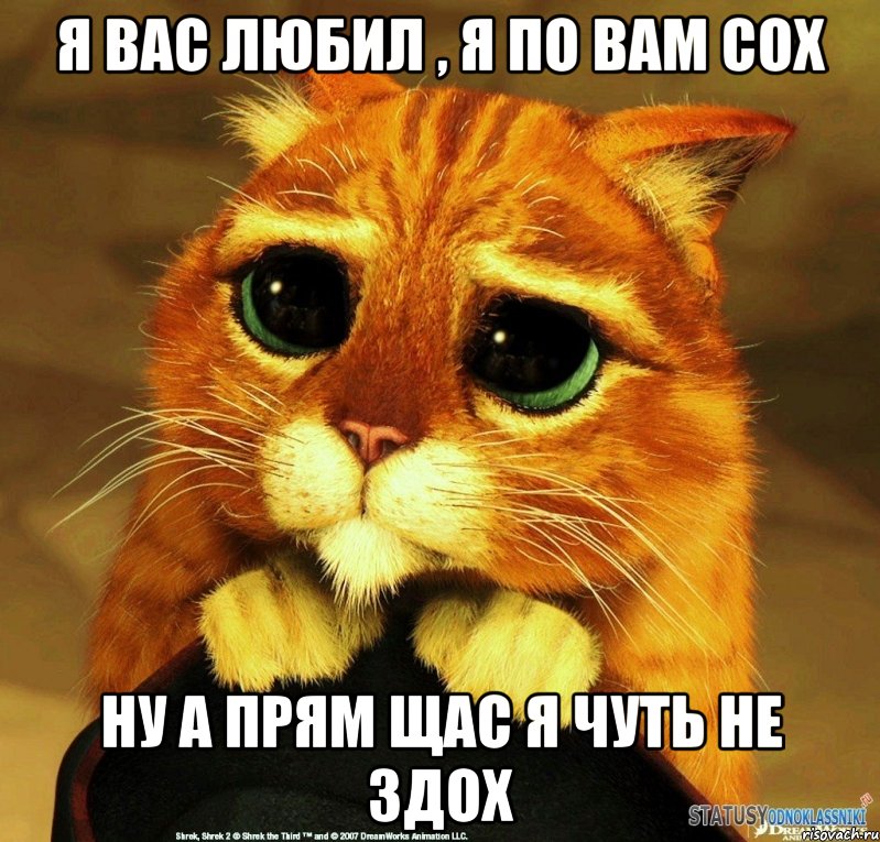 Я вас любил , я по вам сох ну а прям щас я чуть не здох, Мем Котик из Шрека