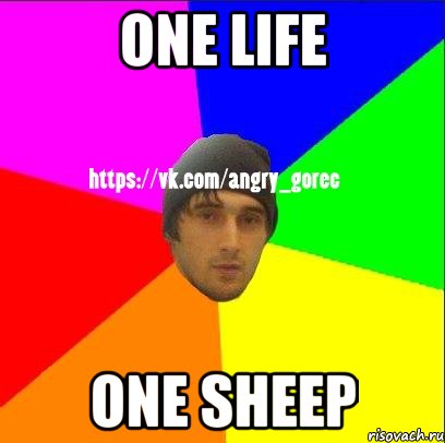 ONE LIFE ONE SHEEP