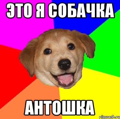 это я собачка антошка, Мем Advice Dog