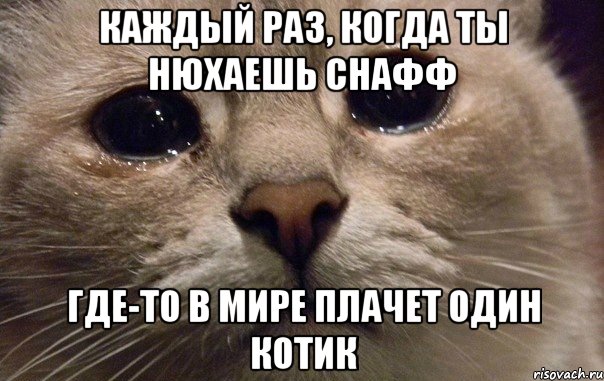 Каждый раз, когда ты нюхаешь снафф где-то в мире плачет один котик, Мем   В мире грустит один котик