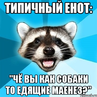 Типичный Енот: "чё вы как собаки то едящие маенез?", Мем Енот-Каламбурист