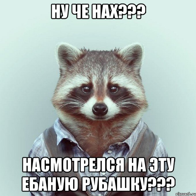 ну че нах??? насмотрелся на эту ебаную рубашку???, Мем  Енот в рубашке