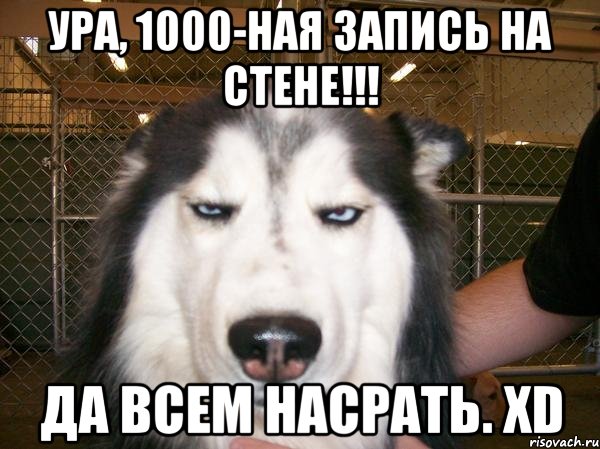 Ура, 1000-ная запись на стене!!! Да всем насрать. xD, Мем фы