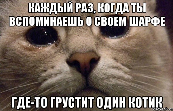 Каждый раз, когда ты вспоминаешь о своем шарфе где-то грустит один котик, Мем   В мире грустит один котик