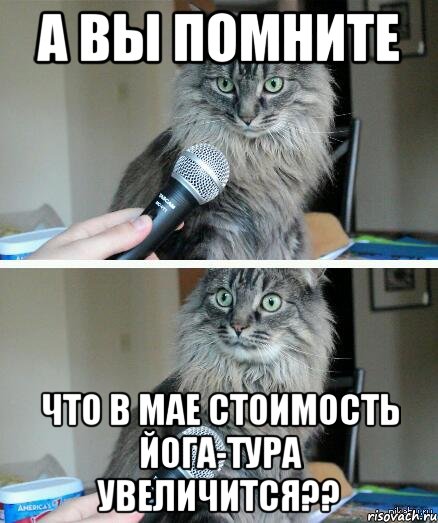 А вы помните что в мае стоимость йога-тура увеличится??, Комикс  кот с микрофоном